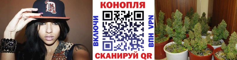 Бошки Шишки конопля наркотики KRAKEN зеркало Суздаль